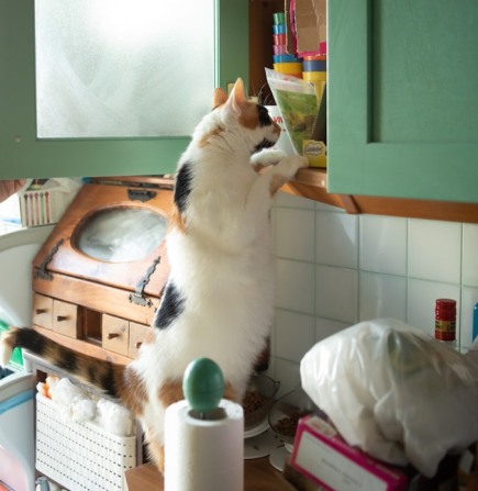 katt i kök